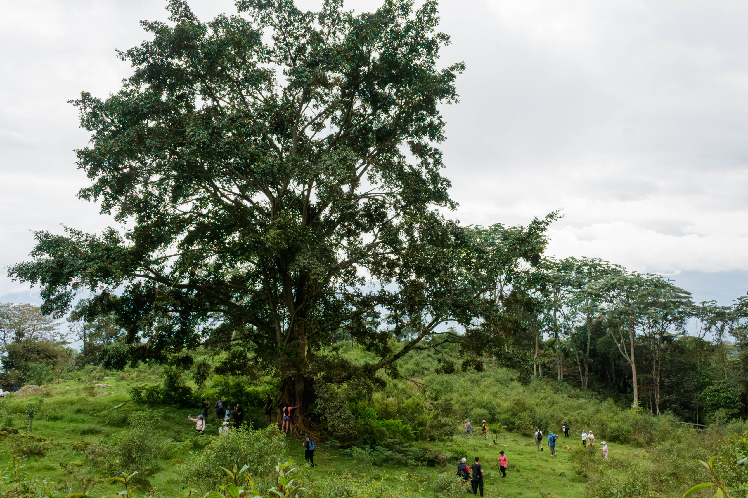 Fusacatán: Un Viaje a las Entrañas del Guardián de los Sutagaos 1 Arbol en la cima del cerro Fusacatán