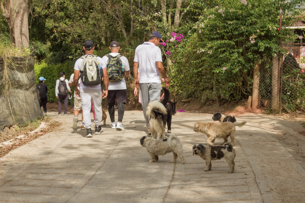 Caminata Tres Esquinas en Fusagasugá: Crónica, Ruta y Fotos (2026) 13 Senderistas avanzando por placa huella en Vereda Novillero con perros campesinos acompañantes