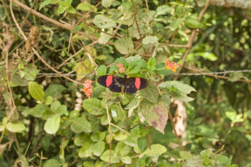 Caminata Tres Esquinas en Fusagasugá: Crónica, Ruta y Fotos (2026) 58 Mariposa Heliconius erato sobre flor de lantana camara junto a cerca de puas en Fusagasuga
