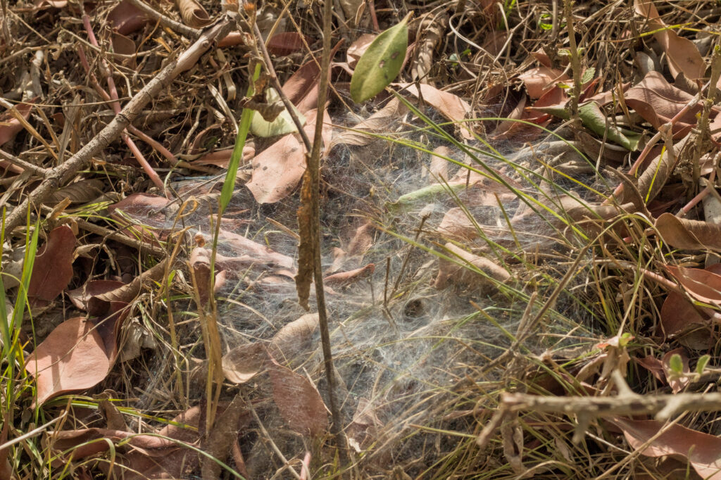 Caminata Tres Esquinas en Fusagasugá: Crónica, Ruta y Fotos (2026) 59 Telarana en embudo tejida entre hojas secas y ramas en sendero rural de Fusagasuga