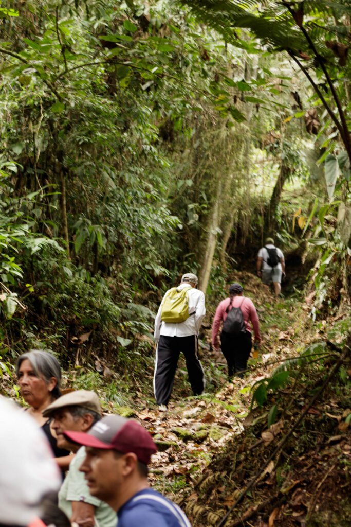 Tras las huellas de los Sutagaos: Una travesía ancestral por el camino La Palma - La Aguadita 16 Caminantes subiendo por sendero estrecho rodeado de bosque andino y helechos