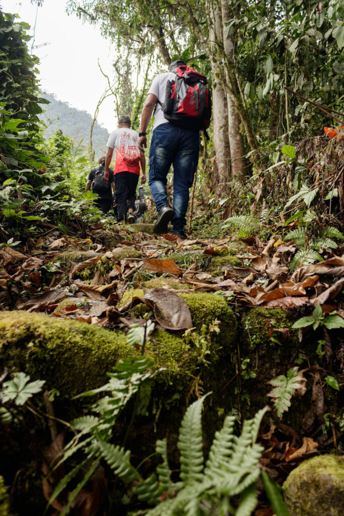 Tras las huellas de los Sutagaos: Una travesía ancestral por el camino La Palma - La Aguadita 19 Densidad de arboles nativos y epifitas en la ruta La Palma a La Aguadita