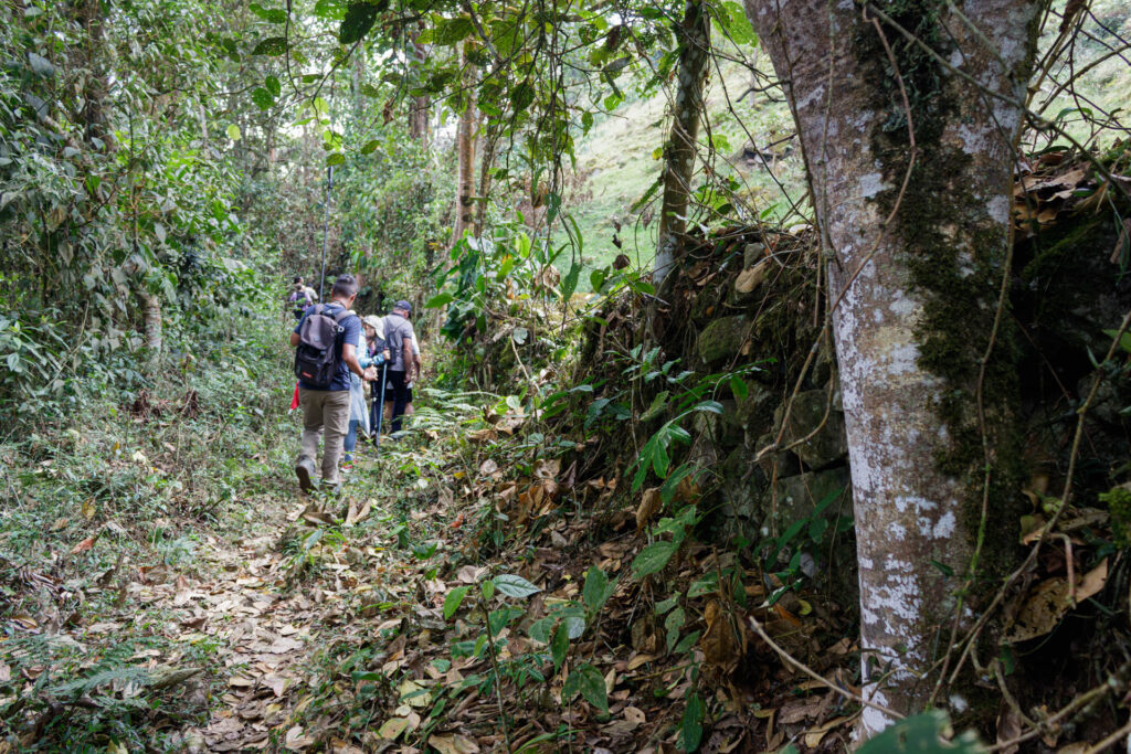 Tras las huellas de los Sutagaos: Una travesía ancestral por el camino La Palma - La Aguadita 27 Arboles con flores silvestres y senderistas en la ruta de herradura