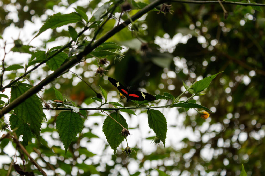Tras las huellas de los Sutagaos: Una travesía ancestral por el camino La Palma - La Aguadita 28 Vista de la fauna de la región - mariposa.