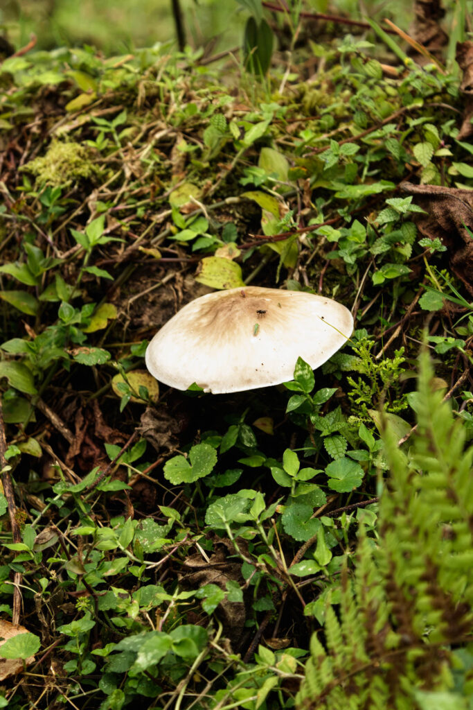 Tras las huellas de los Sutagaos: Una travesía ancestral por el camino La Palma - La Aguadita 29 Vegetacion exuberante con helechos arborescentes en sendero ecologico