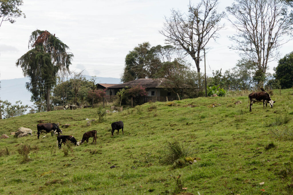 Tras las huellas de los Sutagaos: Una travesía ancestral por el camino La Palma - La Aguadita 30 Colinas verdes y pastizales de montana en la ruta a La Aguadita