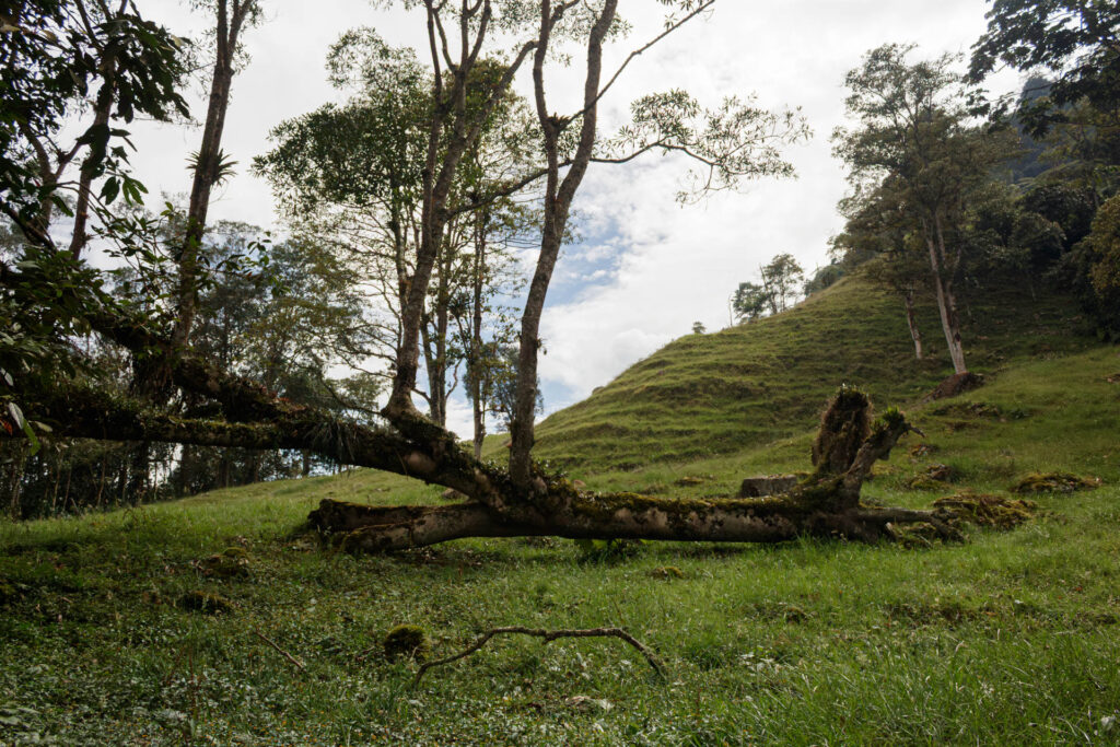 Tras las huellas de los Sutagaos: Una travesía ancestral por el camino La Palma - La Aguadita 31 Tronco de arbol caido cubierto de musgo y vegetacion en pradera andina
