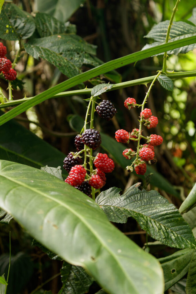 Tras las huellas de los Sutagaos: Una travesía ancestral por el camino La Palma - La Aguadita 32 Fotografía de moras silvestres