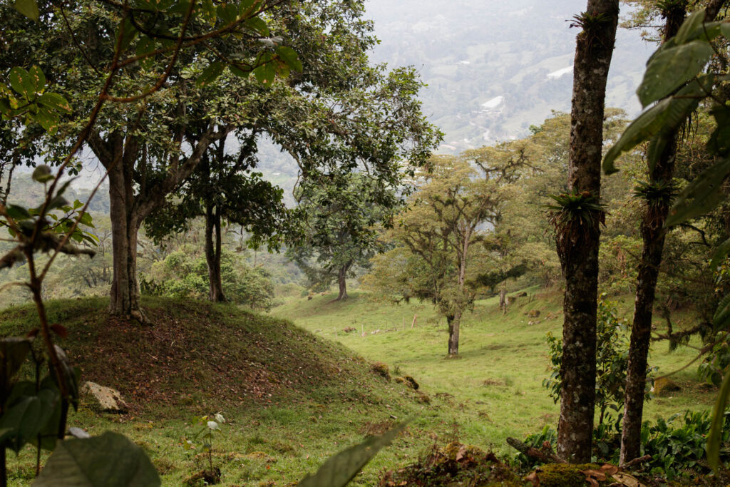 Tras las huellas de los Sutagaos: Una travesía ancestral por el camino La Palma - La Aguadita 36 Paisaje rural con arboles nativos y colinas verdes en Fusagasuga