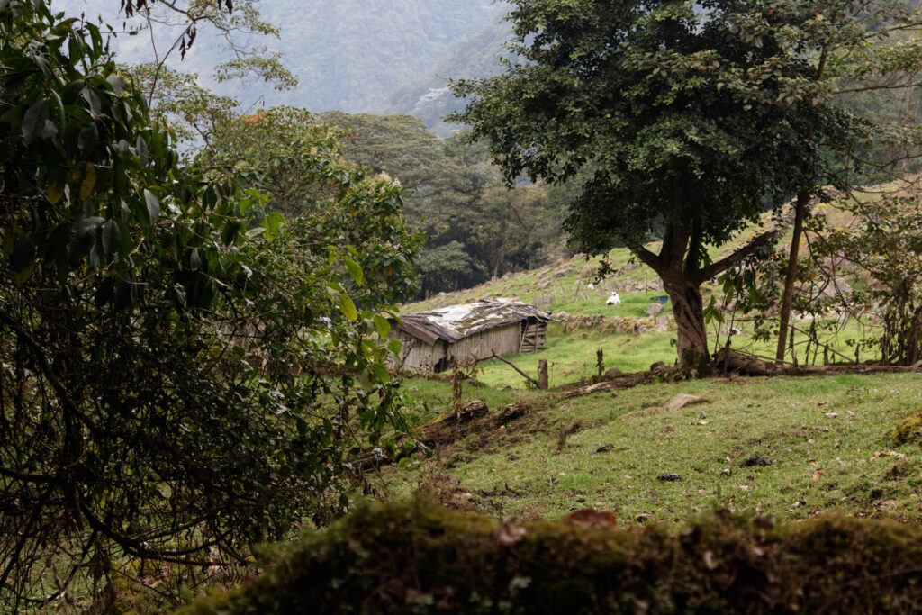 Tras las huellas de los Sutagaos: Una travesía ancestral por el camino La Palma - La Aguadita 37 Vista entre los árboles de una casa abandonada